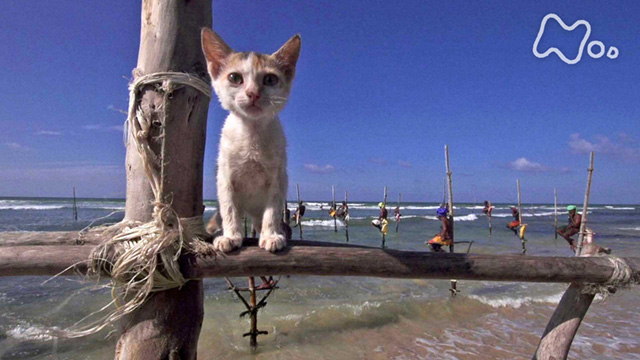 Nhkオンデマンド 岩合光昭の世界ネコ歩き スリランカ