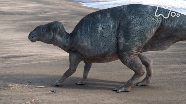 Nhkオンデマンド ｎｈｋスペシャル 世紀の発見 日本の巨大恐竜