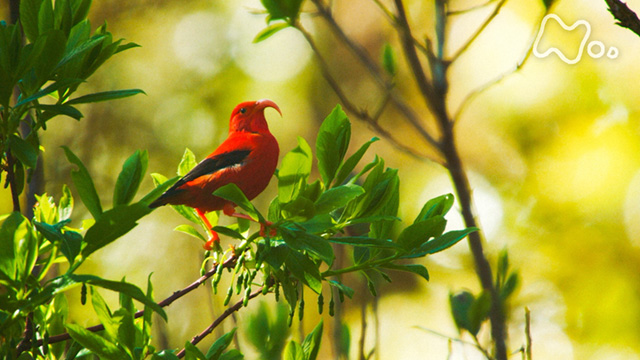 Nhkオンデマンド ワイルドライフ ハワイ島 野鳥の楽園 森を舞うミツスイ 進化の秘密を探る