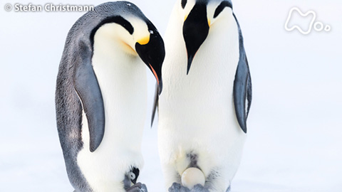コウテイペンギン コウテイペンギン（エンペラーペンギン）の特徴や生態についてまとめ！