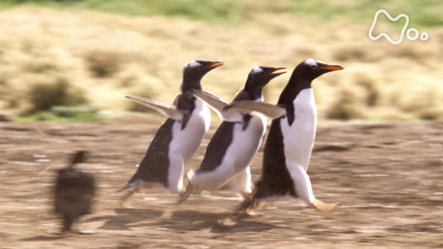 Nhkオンデマンド ワイルドライフ 大西洋フォークランド諸島 激走ペンギン 走りの技を受け継げ