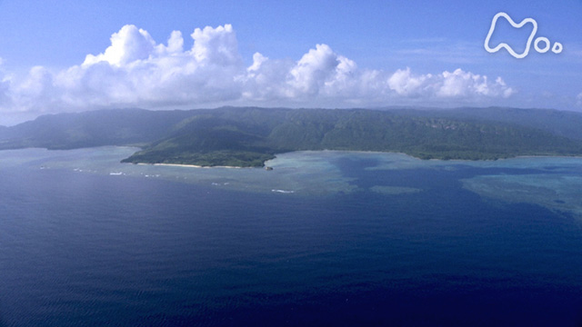 NHKオンデマンド | ワイルドライフ 「沖縄 西表島 シロアリがヤマネコの森を育む」