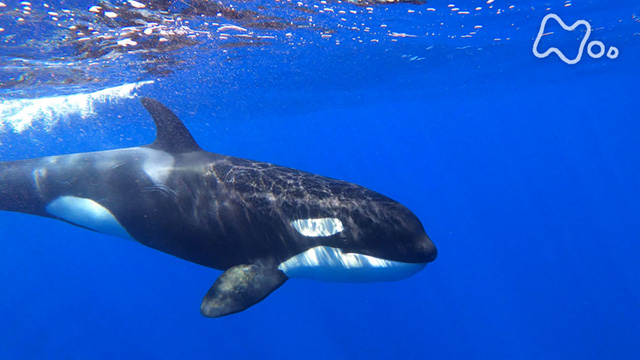 Nhkオンデマンド ｎｈｋスペシャル 激闘 シャチ対シロナガスクジラ 巨大生物集う謎の海域