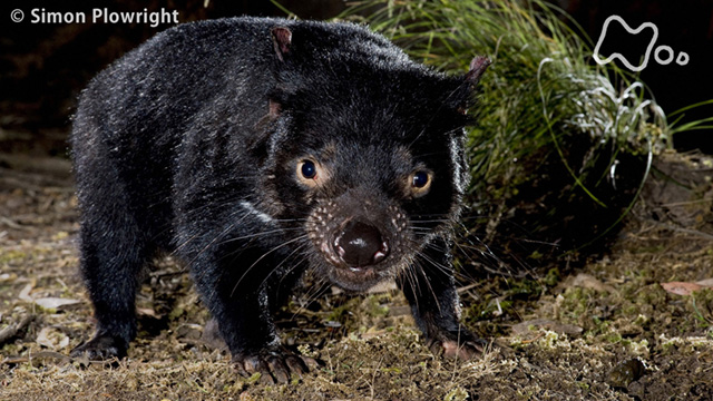 Nhkオンデマンド ワイルドライフ オーストラリア タスマニア島 森の可愛い 悪魔 子育てに迫る