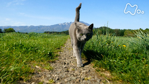 Nhkオンデマンド 岩合光昭の世界ネコ歩き 岩手