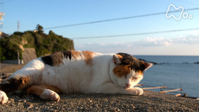 NHKオンデマンド | 岩合光昭の世界ネコ歩き 三重