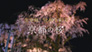 生中継！　令和を彩る京都の桜
